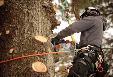 Tree Surgery Insurance